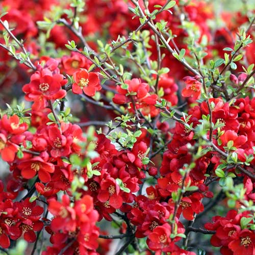 Svarainiai Sargentii, P9 interface.image 1 interface.art 1576