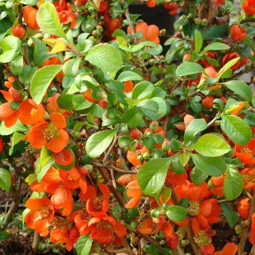 Svarainiai superba Clementine interface.image 1 interface.art 9288