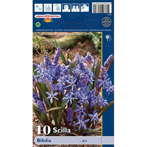Svogūnai Bifolia interface.art nuotrauka 1 Svogūnai Bifolia interface.image 1 interface.art 70240