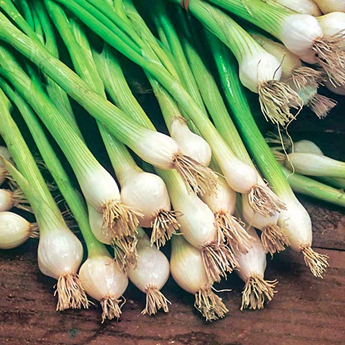 Svogūnai Blanca de Lisboa Kiepenkerl interface.image 1 interface.art 96631