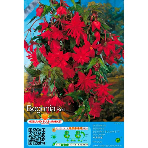 Svyranti Begonija (Begonia Pendula) Red interface.image 1 interface.art 76392