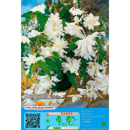 Svyranti Begonija (Begonia Pendula) White interface.art nuotrauka 1 Svyranti Begonija (Begonia Pendula) White interface.image 1 interface.art 76393