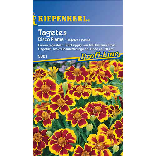 Tagetes Disco Flame Kiepenkerl interface.image 1 interface.art 86346