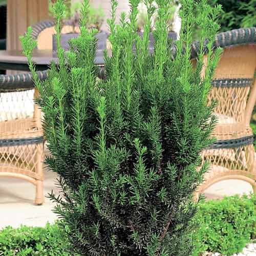 Tarpinis kukmedis Hillii interface.image 1 interface.art 9691