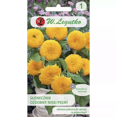 Teddy Bear Žema dekoratyvinė saulėgrąža interface.image 1 interface.art 69629