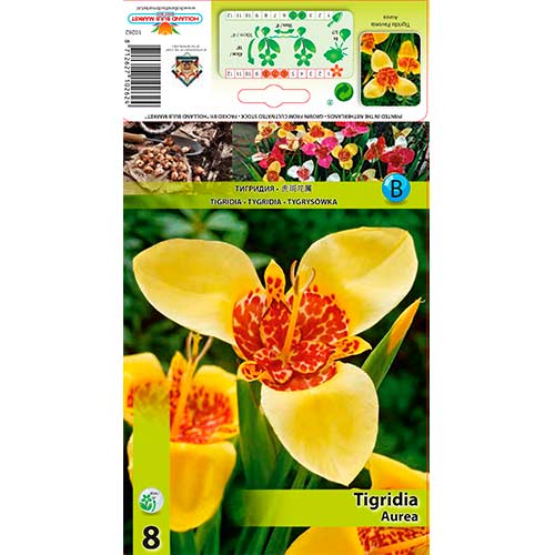 Tigrenė (Tigridia) Aurea interface.image 1 interface.art 70450