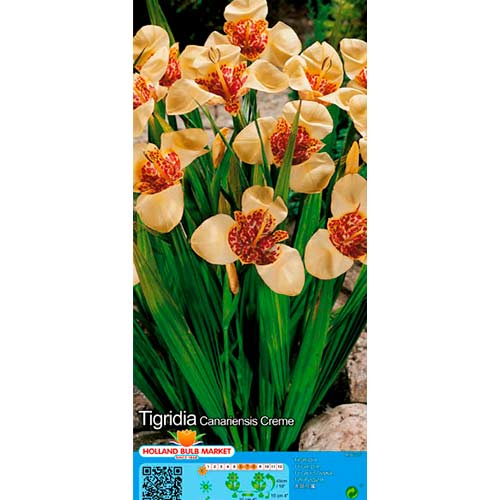 Tigrenė (Tigridia) Creme interface.image 1 interface.art 76501