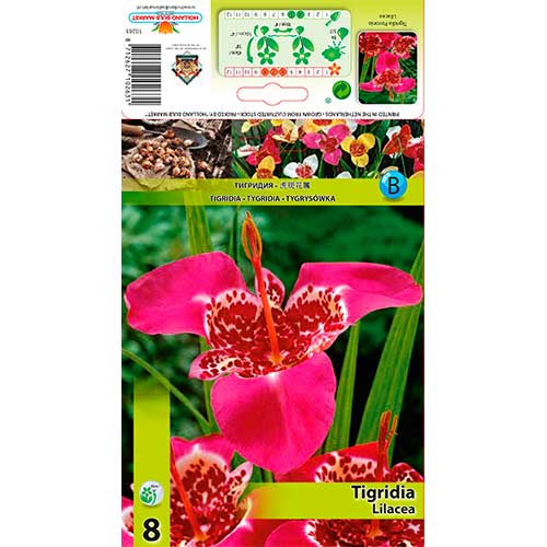 Tigrenė (Tigridia) Lilacea interface.image 1 interface.art 70451