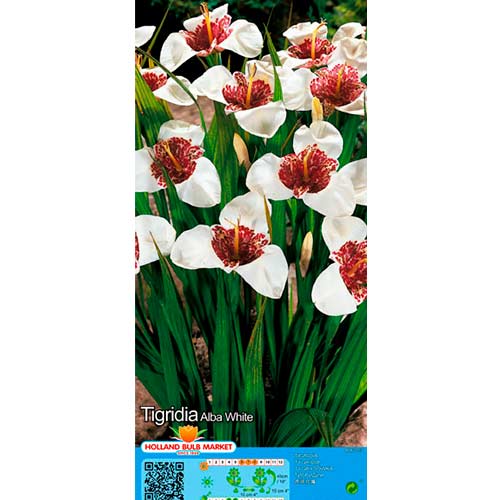 Tigrenė (Tigridia) White interface.art nuotrauka 1 Tigrenė (Tigridia) White interface.image 1 interface.art 76504