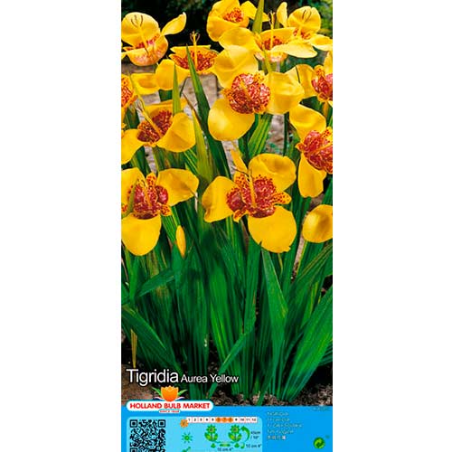 Tigrenė (Tigridia) Yellow interface.image 1 interface.art 76505