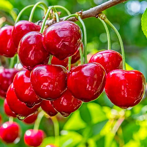 Trešnė Elegant Joy, С2 interface.image 1 interface.art 1628