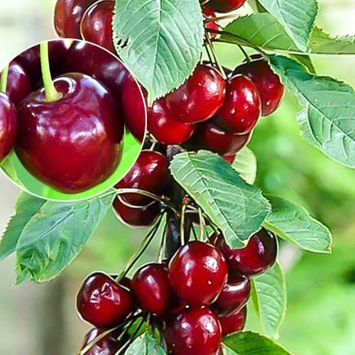 Trešnė koloniniai Helene interface.image 1 interface.art 1925