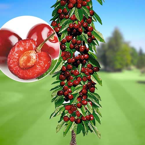 Trešnė koloniniai Queen Mary, С2 interface.image 1 interface.art 1921