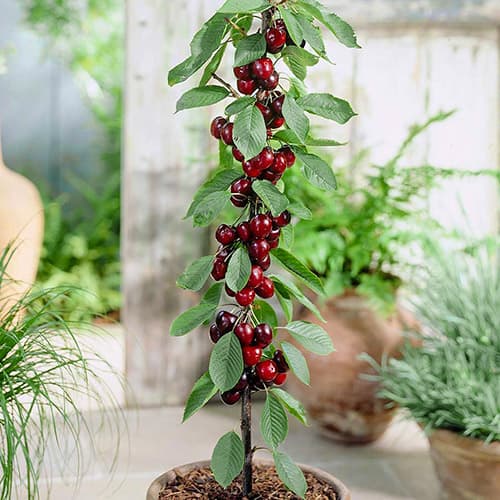 Trešnė koloniniai Silva interface.image 1 interface.art 1946