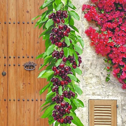 Trešnė koloniniai Victoria, С2 interface.image 1 interface.art 1923