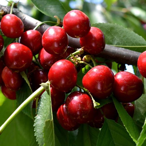 Trešnė Lydia, С2 interface.art nuotrauka 1 Trešnė Lydia, С2 interface.image 1 interface.art 7967