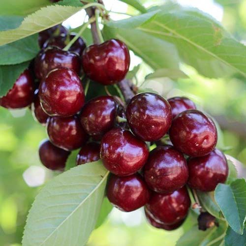 Trešnė Royal Helen interface.image 1 interface.art 4870