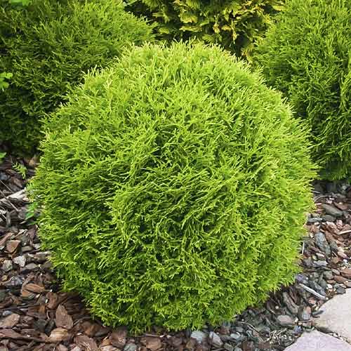 Tuja Little Giant, С3 interface.image 1 interface.art 7751