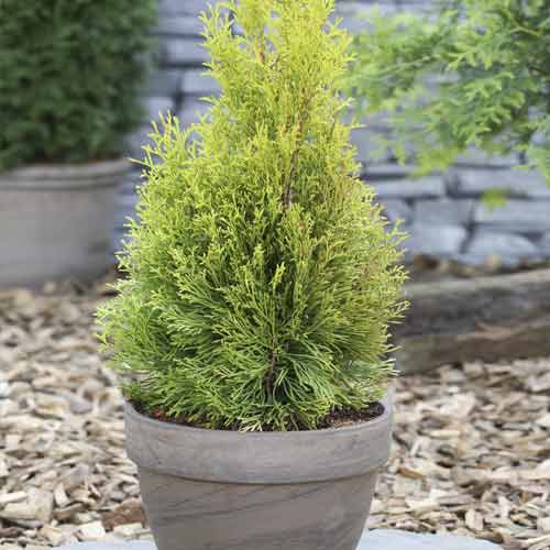 Tuja Smaragd, C2 interface.image 1 interface.art 7752