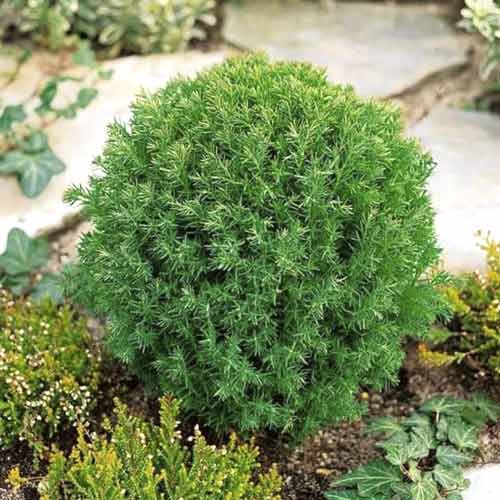 Tuja Teddy, C2 interface.image 1 interface.art 7753