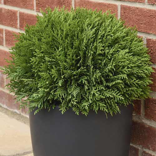 Tuja Tiny Tim, C2 interface.image 1 interface.art 7754