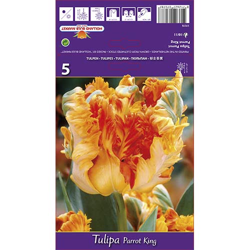 Tulpė papūginė Parrot King interface.art nuotrauka 1 Tulpė papūginė Parrot King interface.image 1 interface.art 67801