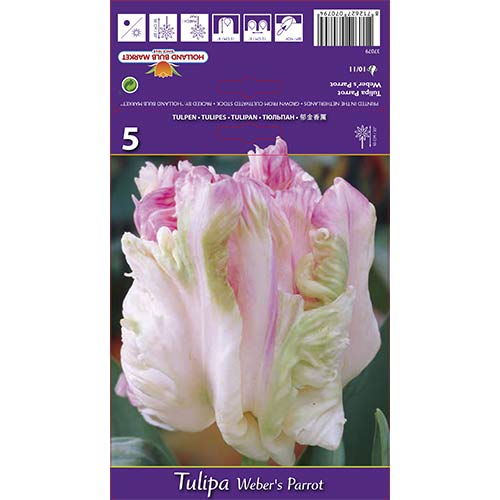 Tulpė papūginė Weber's Parrot interface.image 1 interface.art 67710