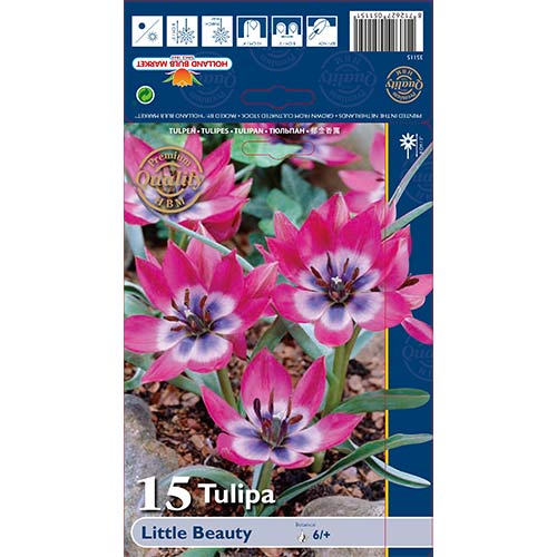 Tulpė botaninė Little Beauty interface.image 1 interface.art 67499