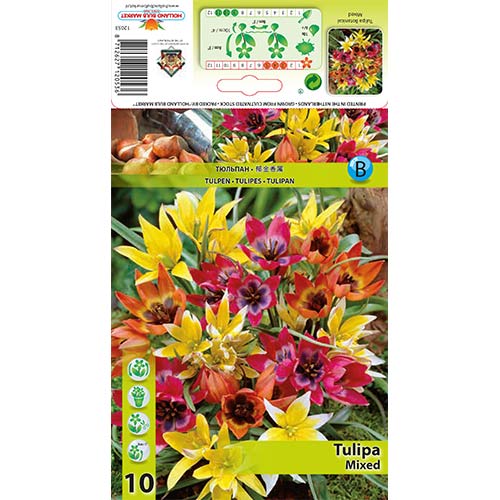 Tulpės botaninės, spalvų mišinys interface.image 1 interface.art 67873