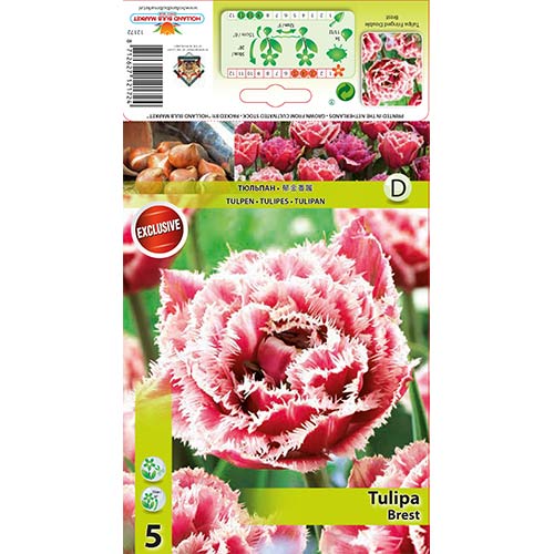 Tulpė dantyta Brest interface.image 1 interface.art 68076