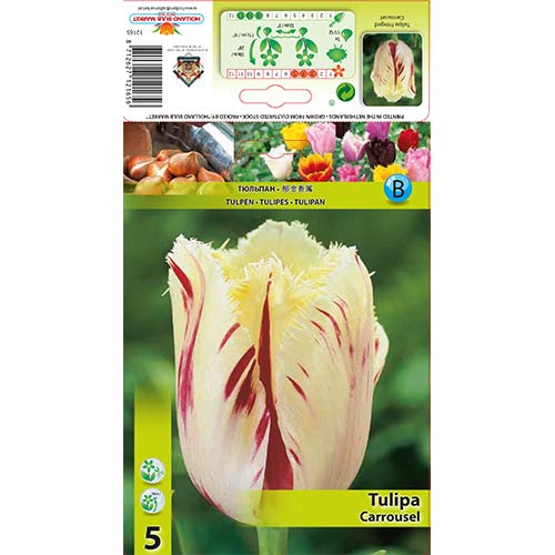 Tulpė dantyta Carrousel interface.art nuotrauka 1 Tulpė dantyta Carrousel interface.image 1 interface.art 70298