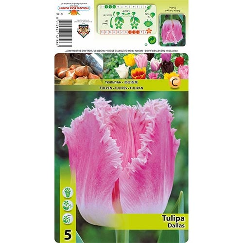 Tulpė dantyta Dallas interface.art nuotrauka 1 Tulpė dantyta Dallas interface.image 1 interface.art 67694