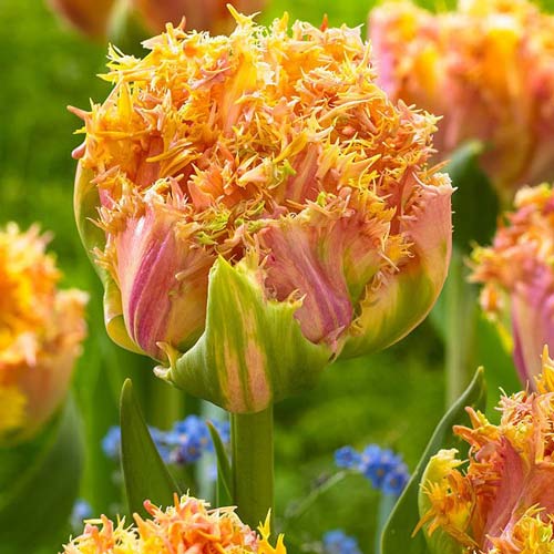 Tulpė dantyta Esprit interface.image 1 interface.art 68029