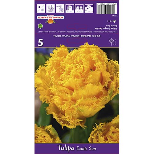 Tulpė dantyta Exotic Sun interface.image 1 interface.art 67698