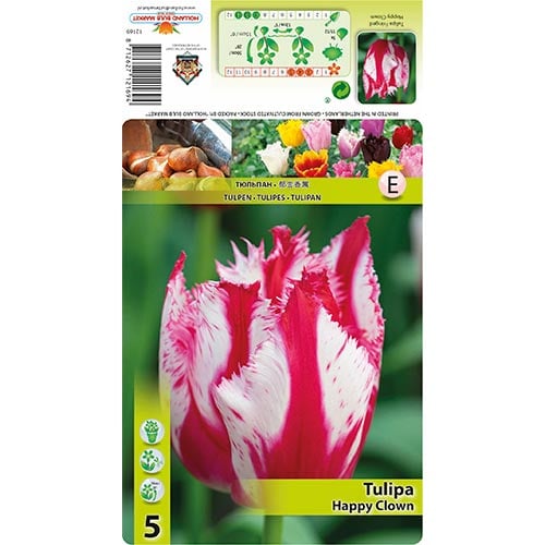 Tulpė dantyta Happy Clown interface.art nuotrauka 1 Tulpė dantyta Happy Clown interface.image 1 interface.art 68398