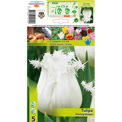 Tulpė dantyta Honeymoon interface.art nuotrauka 1 Tulpė dantyta Honeymoon interface.image 1 interface.art 68078