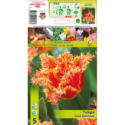 Tulpė dantyta Joint Devision interface.image 1 interface.art 70290