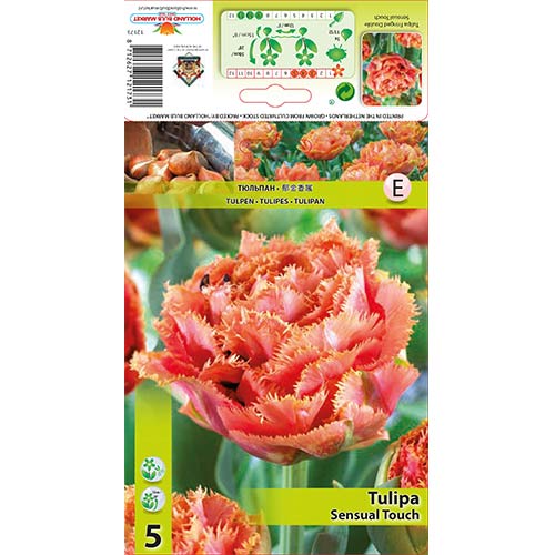 Tulpė dantyta Sensual Touch interface.art nuotrauka 1 Tulpė dantyta Sensual Touch interface.image 1 interface.art 67831