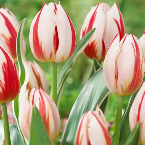 Tulpė Darvino Burning Heart interface.image 1 interface.art 70292