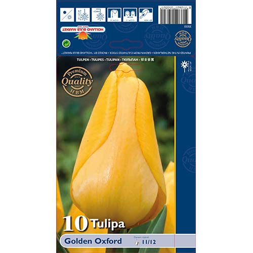 Tulpė Darvino Golden Oxford interface.art nuotrauka 1 Tulpė Darvino Golden Oxford interface.image 1 interface.art 70248