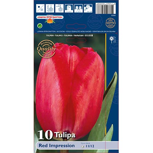 Tulpė Darvino Red Impression interface.art nuotrauka 1 Tulpė Darvino Red Impression interface.image 1 interface.art 67813