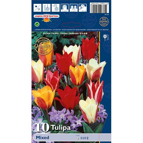 Tulpės Greigo, spalvų mišinys interface.image 1 interface.art 67872