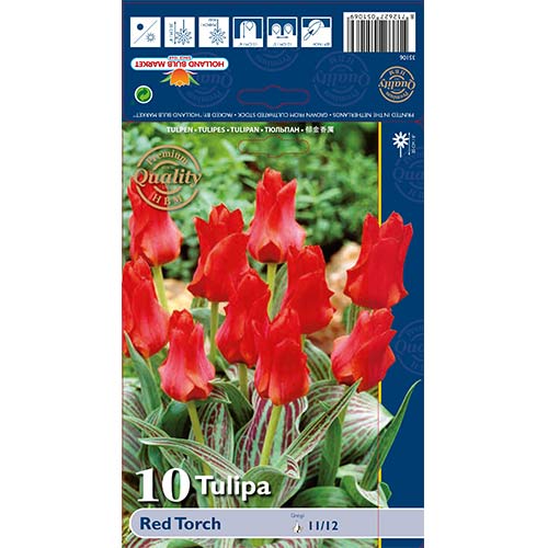 Tulpė Greigo Red Torch interface.image 1 interface.art 67814