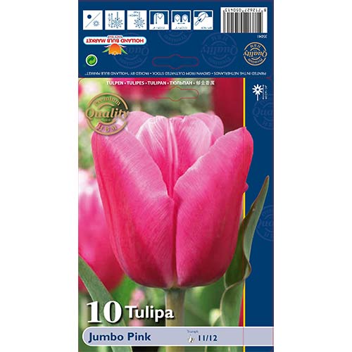 Tulpė Jumbo Pink interface.image 1 interface.art 67726