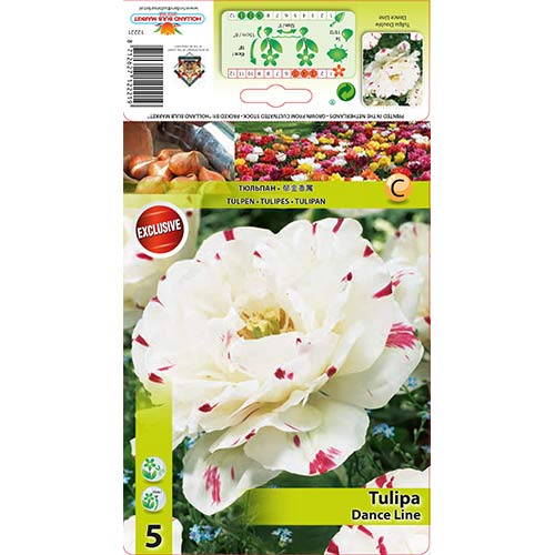 Tulpė pilnavidurė Dance Line interface.image 1 interface.art 67457