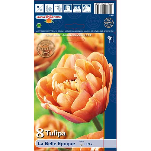 Tulpė pilnavidurė La Belle Epoque interface.art nuotrauka 1 Tulpė pilnavidurė La Belle Epoque interface.image 1 interface.art 70254