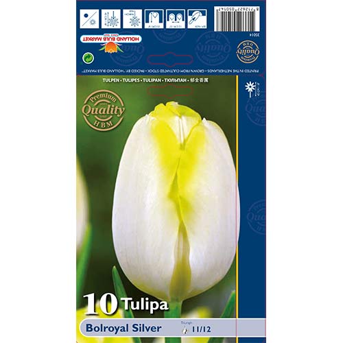 Tulpė Triumph Bolroyal Silver interface.art nuotrauka 1 Tulpė Triumph Bolroyal Silver interface.image 1 interface.art 67706