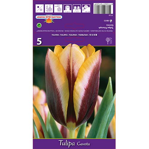 Tulpė Triumph Gavota interface.art nuotrauka 1 Tulpė Triumph Gavota interface.image 1 interface.art 67840