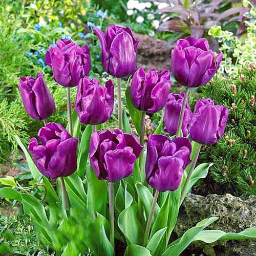 Tulpė Triumfas Purple Rain interface.art nuotrauka 1 Tulpė Triumfas Purple Rain interface.image 1 interface.art 67792