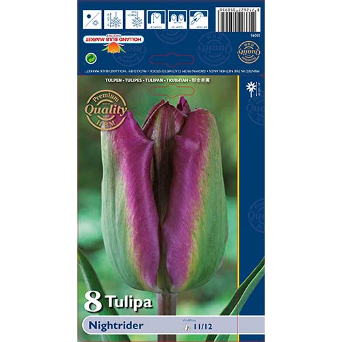 Tulpė Viridiflora Night Rider interface.image 1 interface.art 68044